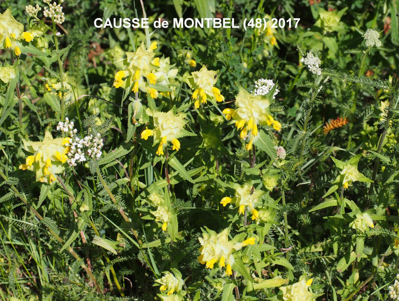 Yellow Rattle, European plant